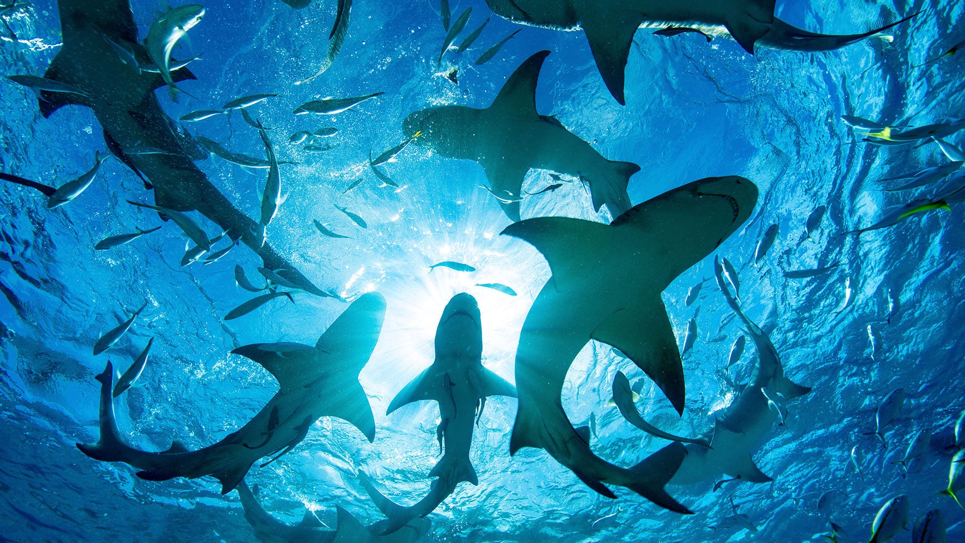 Tubarões nadando em meio a um cardume de peixes